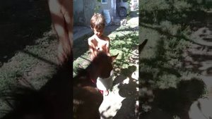 Купили жеребенка. чем кормить? кормим молоком с яйцом