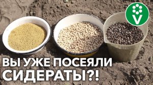 ВСЕГО ТРИ РАСТЕНИЯ, А ПОЧВА КАК НОВЕНЬКАЯ!  Улучшаем землю без перекопки с помощью сидератов!