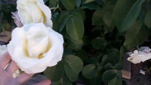 Великолепная  роза " Шопен " ( Chopin Rose)