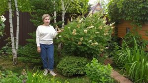 РЯБИНОЛИСТНЫЙ СЭМ - кустарник за которым не ухаживают