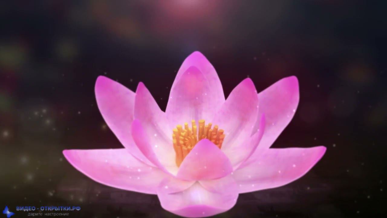 Поздравление с 8 Марта, в распускающимся цветке! смотреть онлайн