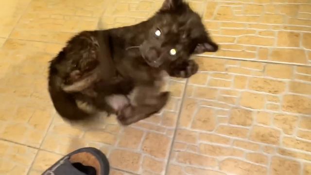 Маленькая спасённая пантера ВЫШЛА ПОГУЛЯТЬ по дому! Изучаем дом, а после - СТАРАЕМСЯ СЪЕСТЬ КОВРИК! смотреть онлайн