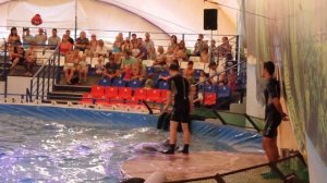 Прыжок с дельфинами. Дельфинарий на ВДНХ