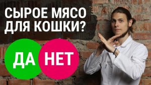 Можно ли кошке сырое мясо? Ветеринар Дмитрий Русаков раскрывает правду.