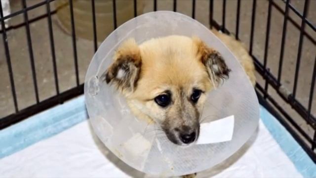 Щенок постоянно скулил и плакал, когда замечал, что хвоста у него нет смотреть онлайн