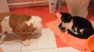 Кот достал бульдога