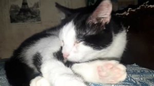 Кот Тиша вылизывается