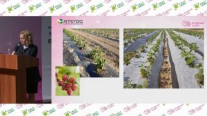 10 Мульчирование ягодных насаждений с использованием нетканых материалов в южном регионе   Дарья Ко