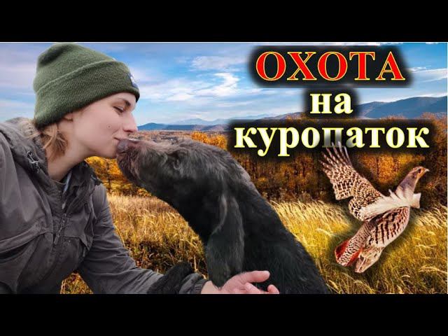 Охота на куропаток с дратхааром 2021, девушка охотник смотреть онлайн
