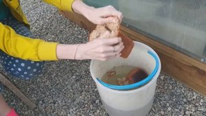 ЛУЧШАЯ ПОДКОРМКА ДЛЯ ТОМАТОВ И ОГУРЦОВ!!! КАК ПРИГОТОВИТЬ ХЛЕБНУЮ ПОДКОРМКУ?