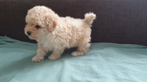 5. Щенок Пушона(Цветной Бишон) 1 месяц