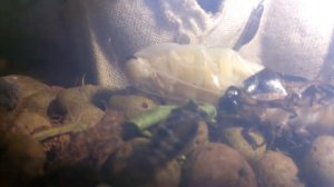 длинные белые усы