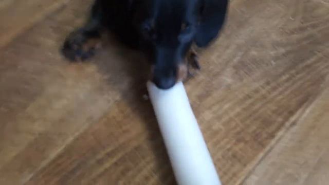 Щенок таксы стандартной 2 мес смотреть онлайн