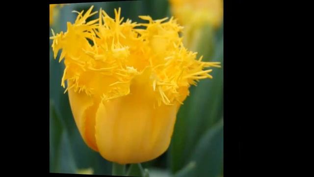 #Тюльпаны10 #Цветы для сада и бизнеса от ольги Шевчук смотреть онлайн