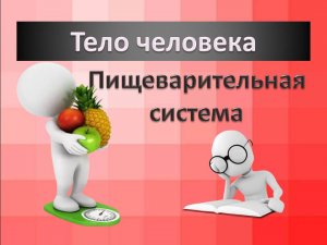 Строение организма. Пищеварительная система. Анатомия человека.