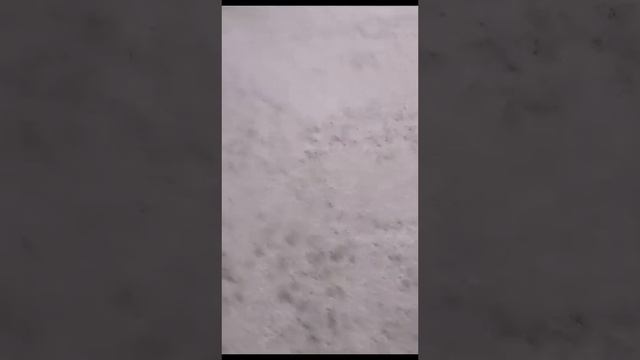 RTmix R1 Балтым агрокомплекс, через 24 часа после нанесения. смотреть онлайн