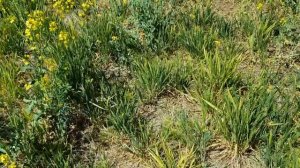 Выращивание озимого рапса.  No-till 3.05.2018 . Состояние рапса . Температура воздуха 31 градус