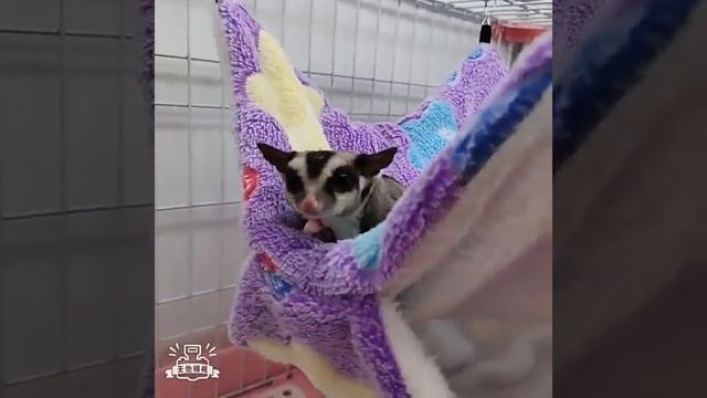 Теплый Гамак для хомяка, крысы смотреть онлайн