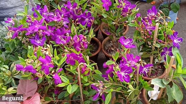 Flower Plants Market Visit Yucca Plant Xanadu Plant Orange Jasmine Hardy Hibiscus Begumbahar Plant