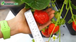 ??? Земляника сорт "Альбион"