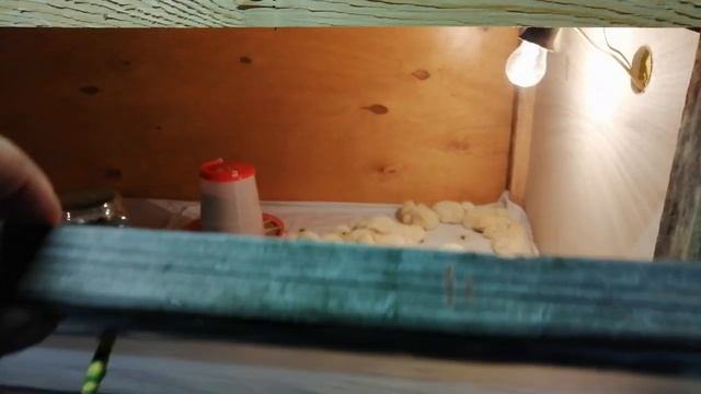 КОББ-700, рабочий брудер для цыплят из говна и палок. смотреть онлайн