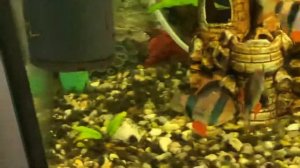 Брачные игры барбусов. Нерест барбусов.