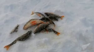 Рыбалка Новый Вагиль март 2021