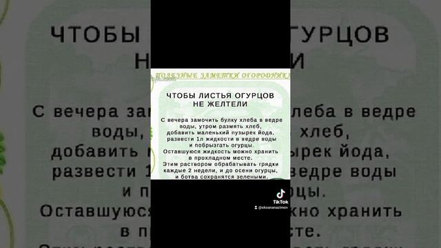 Чтобы листья огурцов не желтели.