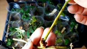 Результат осеннего черенкования роз