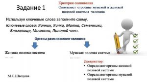 Биология 9 класс. Размножение