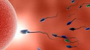 Ovulyatsiya jarayoni (Homilador bo'lish kunlari) / Овуляция жараёни / Процесс овуляции