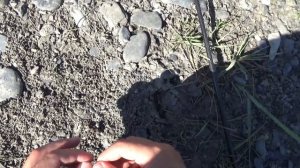 ЛОВЛЯ ФОРЕЛЬ/РЕКА АССА ИНГУШЕТИЯ