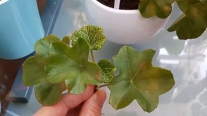 Плющелистные пеларгонии осенью. Когда обрезать и как укоренять черенки? Мой уход.