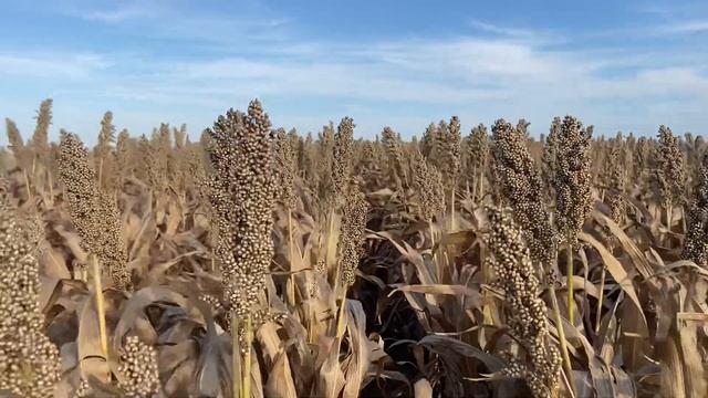 01.10.2022. Уборка сорго! Урожайность!!! смотреть онлайн