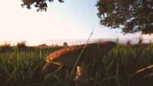 Как быстро появляются грибы после дождя, и сколько они растут