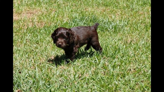 Бойкин -СпаниельBoykin Spaniel порода собак HD slide show!