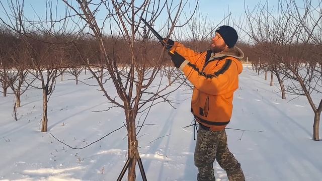 Обрезка молодого сливового сада (Winter pruning plums) смотреть онлайн
