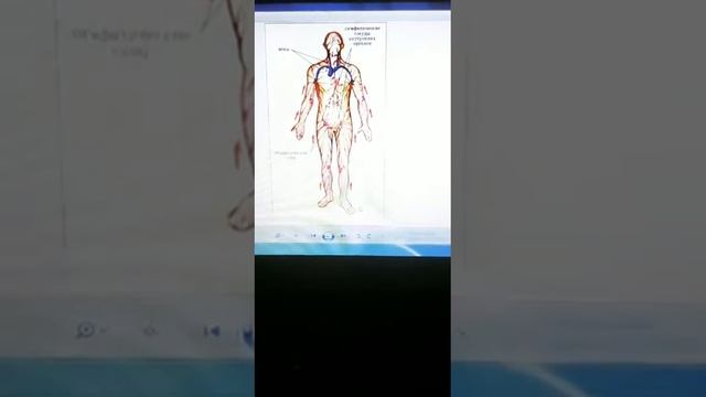 Целлюлит. Откуда и что с ним делать?