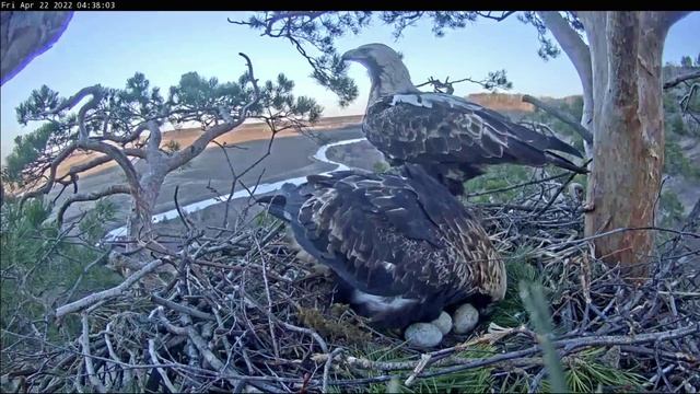 22.04.2022. Алтын увидел третье яйцо в первый раз. Солнечные орлы Aquila heliaca, Татарстан.