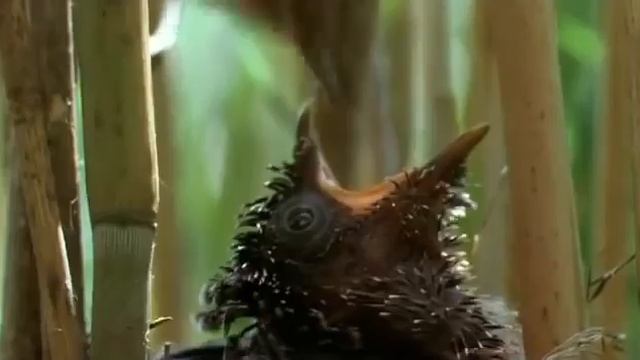 Птенец кукушки смотреть онлайн