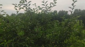 Вишня "Норд Стар". Краткий обзор. Урожай 2021г.