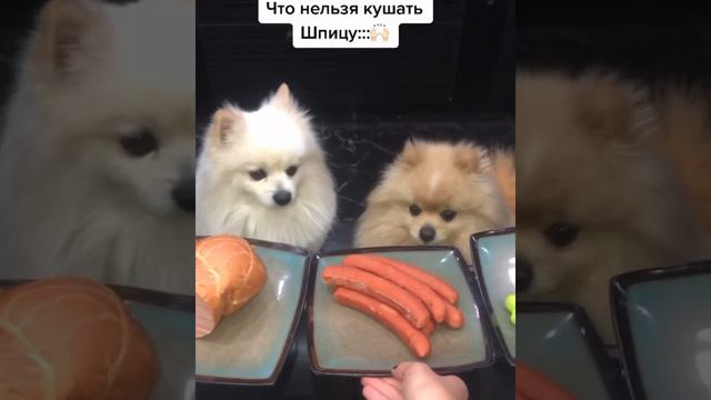 Что нельзя кушать шпицу: