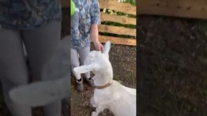 КОЗОМАНИЯ. МОИ ЛЮБИМЫЕ КОЗОЧКИ. показываю вам своих козочек