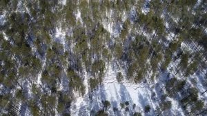 Северные олени в Печоро-Илычском заповеднике (съёмка с квадрокоптера)