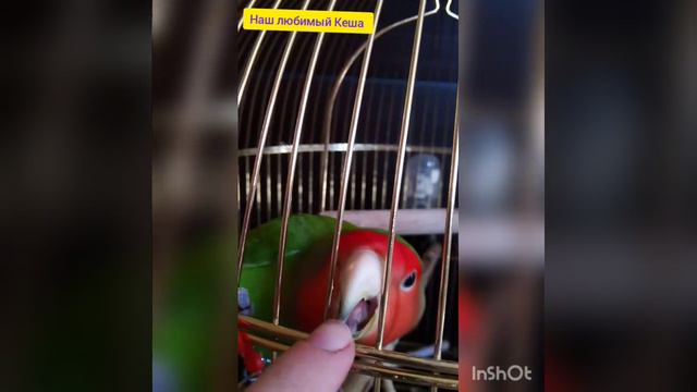 День неразлучника-выпустить птичку полетать по квартире смотреть онлайн