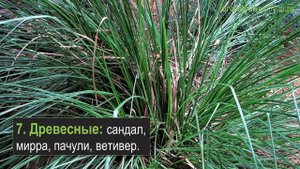 12 категорий лекарственных растений для выращивания как бизнес