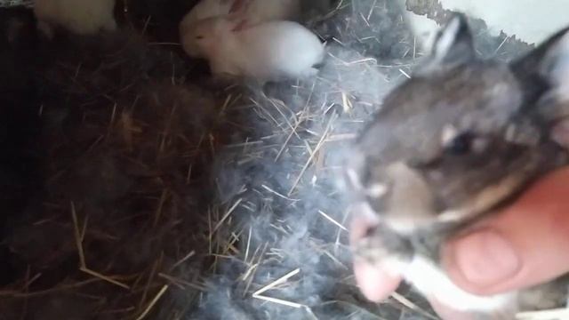 Крольчатам 12 дней! Проверка гнезда... смотреть онлайн