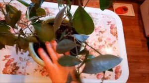 Взяла семя мандарина и посадила, какие плоды получились, как получить первый урожай уже через год.