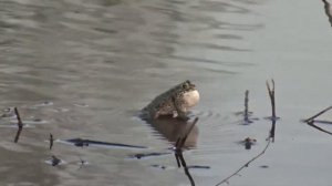 Зеленая жаба