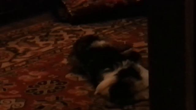 Крип грызет тапок. смотреть онлайн